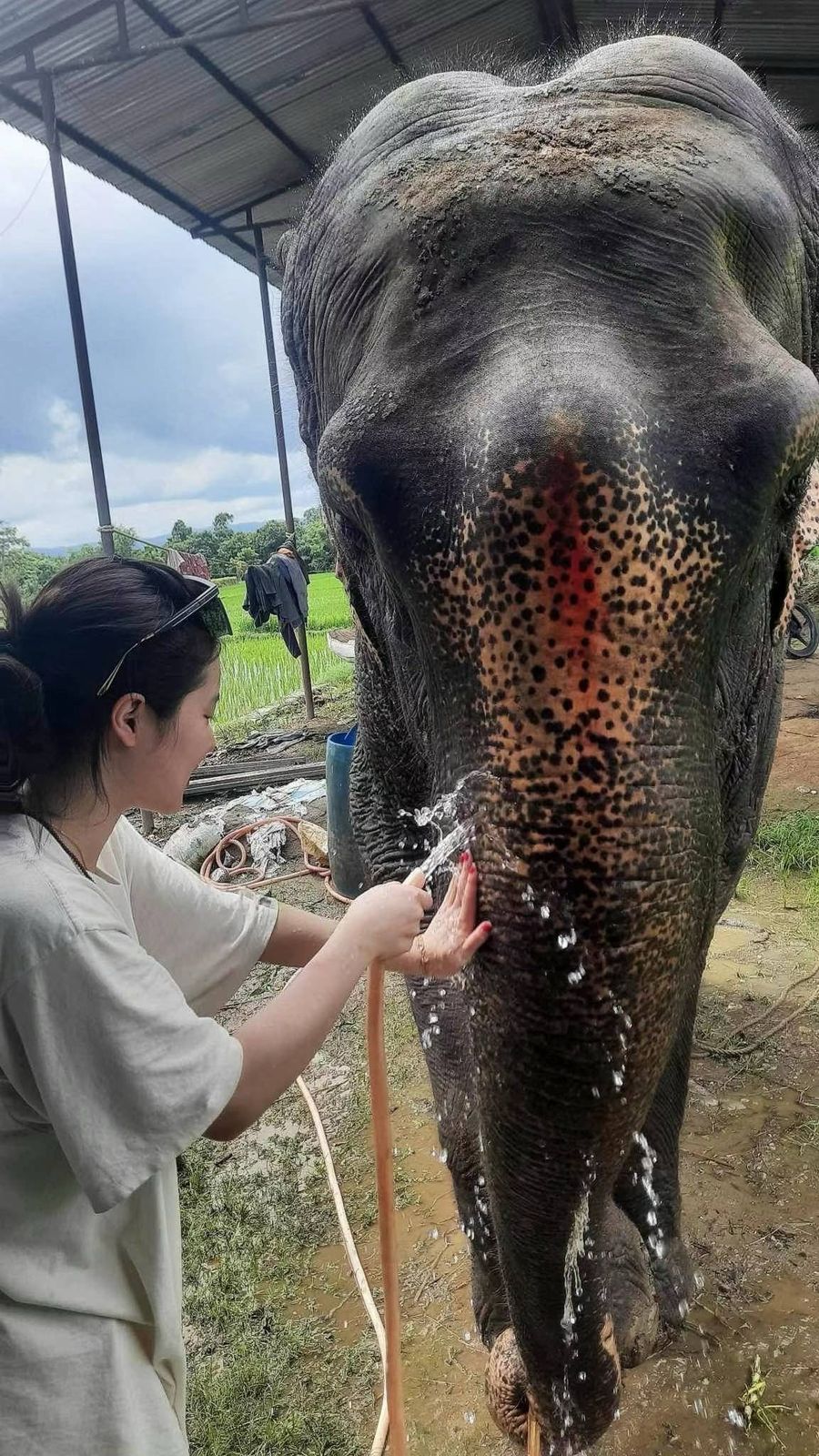 Ethical Elephant Volunteer Program in Nepal